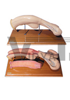 The dissection model of cattle uterus